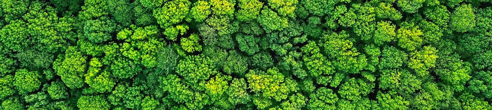 Bosque